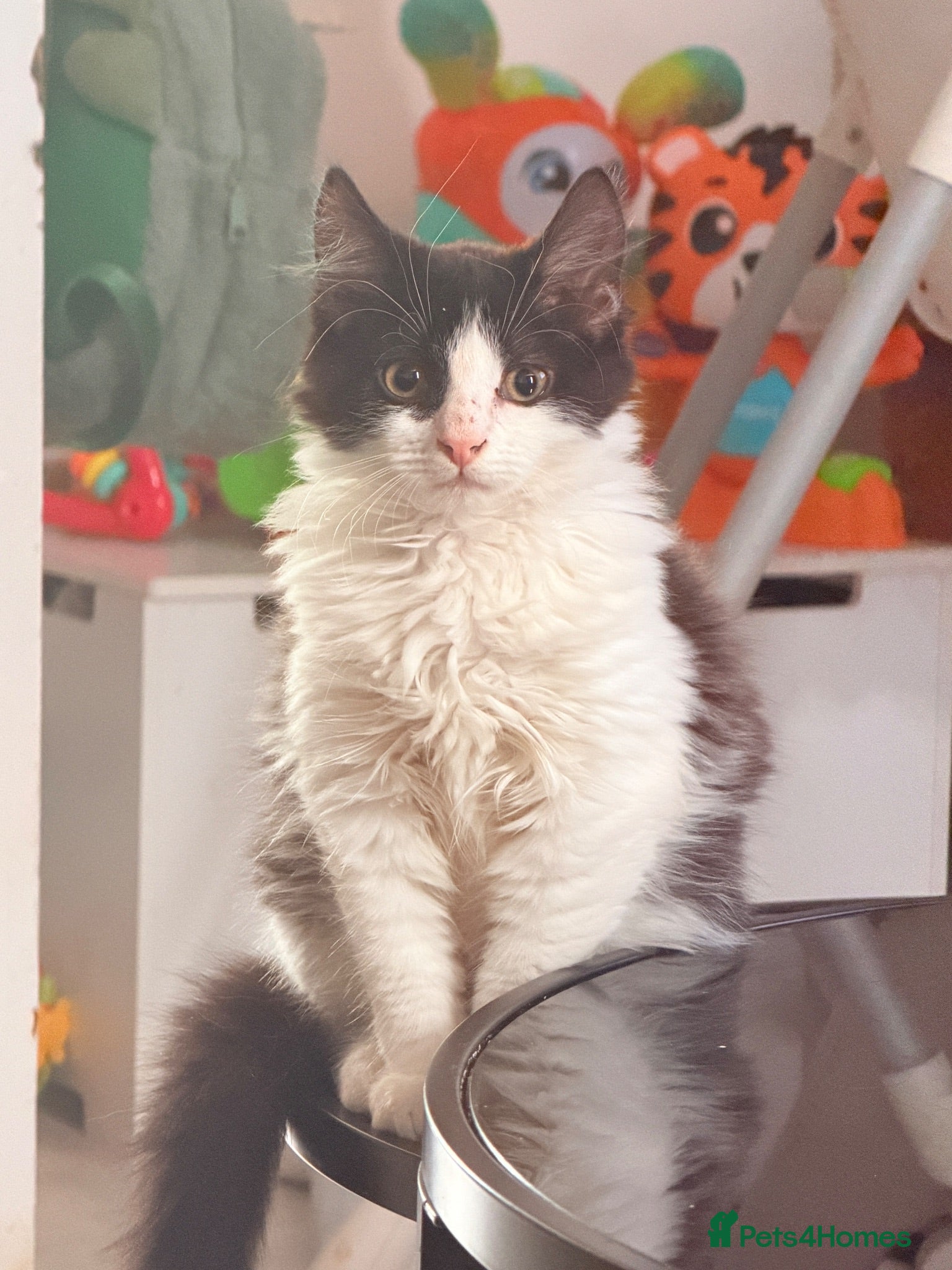 British Longhair cats long haired male kitten  - Advert 1