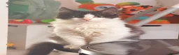 British Longhair cats for sale: long haired male kitten  in Worcester - Advert 1