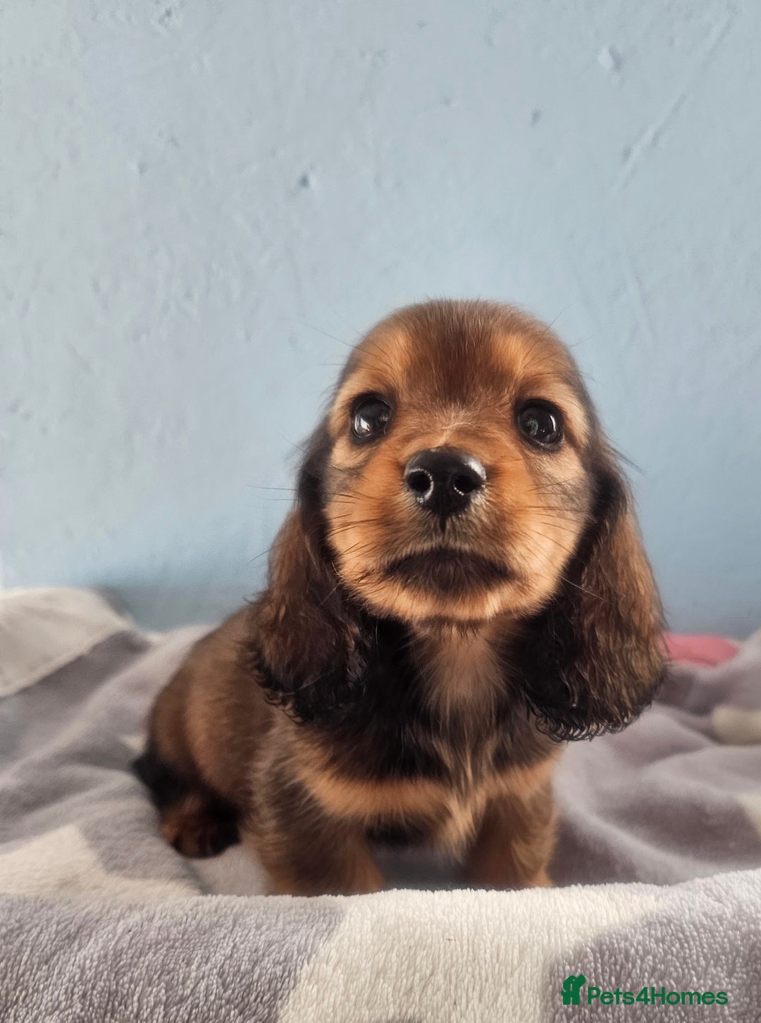 Miniature Dachshund dogs for sale: Miniature long-haired puppies  - Image 7
