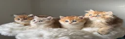 British Shorthair cats for sale: British Shorthair or Longhair golden kittens  - Advert 8