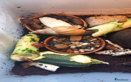 Snails invertebrates for sale: Mixed age and colour Giant African Land Snails - Image 2