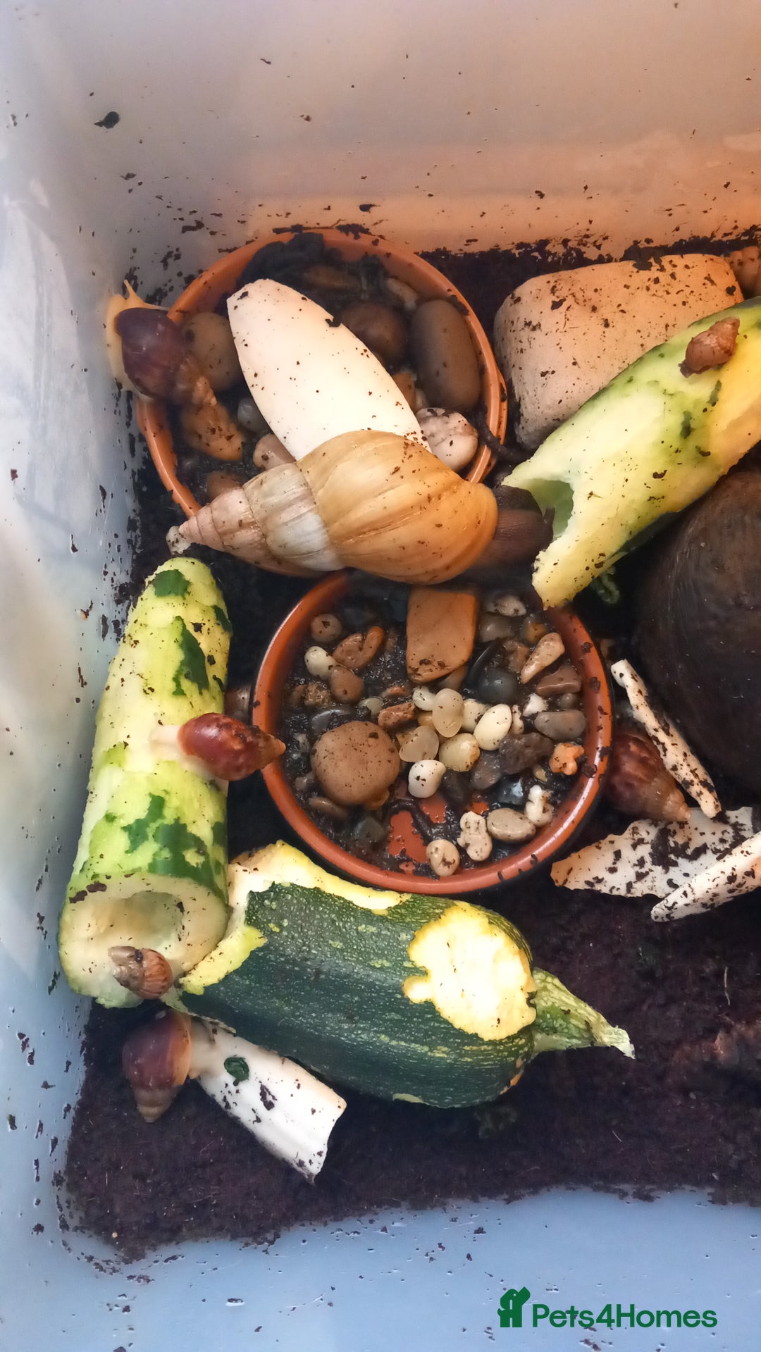 Snails invertebrates for sale: Mixed age and colour Giant African Land Snails - Image 2