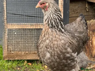 Chickens poultry Grey Brahma Hen - Advert 7