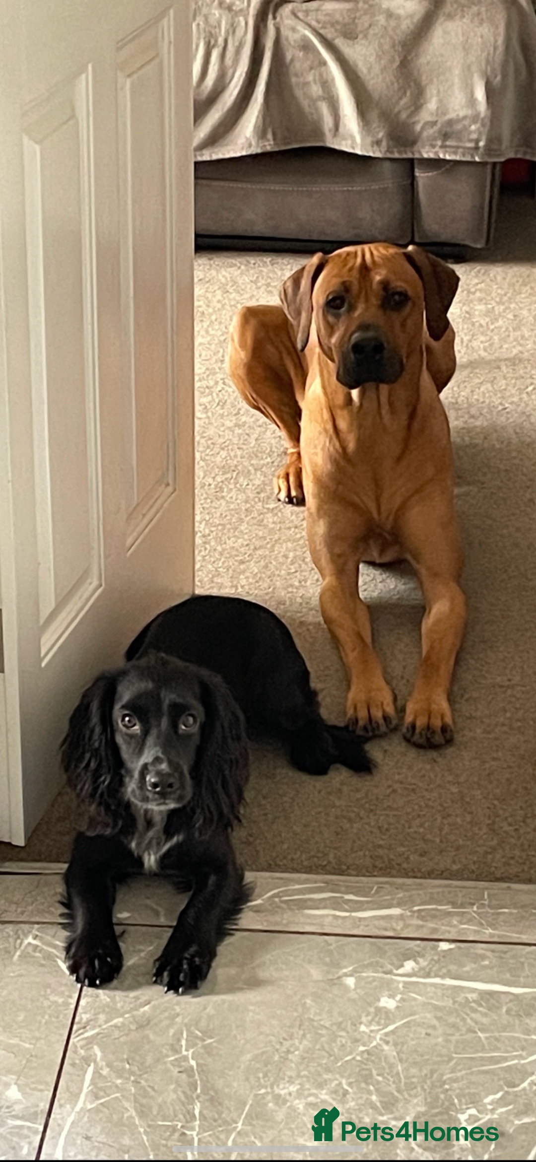 Rhodesian Ridgeback dogs for stud: Rhodesian Ridgeback - Advert 19