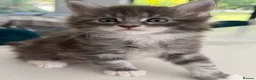 Maine Coon cats for sale: Maine Coon Kittens for sale (Surrey location) - Advert 13