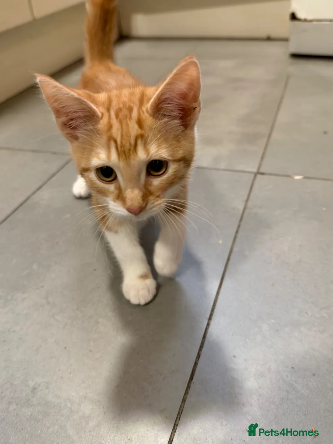 Mixed Breed cats for sale: 13-Week-Old Ginger & White Male Kitten in Blackburn - Advert 7