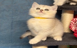 British Shorthair cats for sale: British shorthair kittens  silver/ golden TICA - Image 8