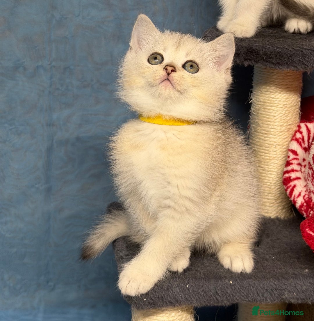 British Shorthair cats for sale: British shorthair kittens  silver/ golden TICA - Image 8