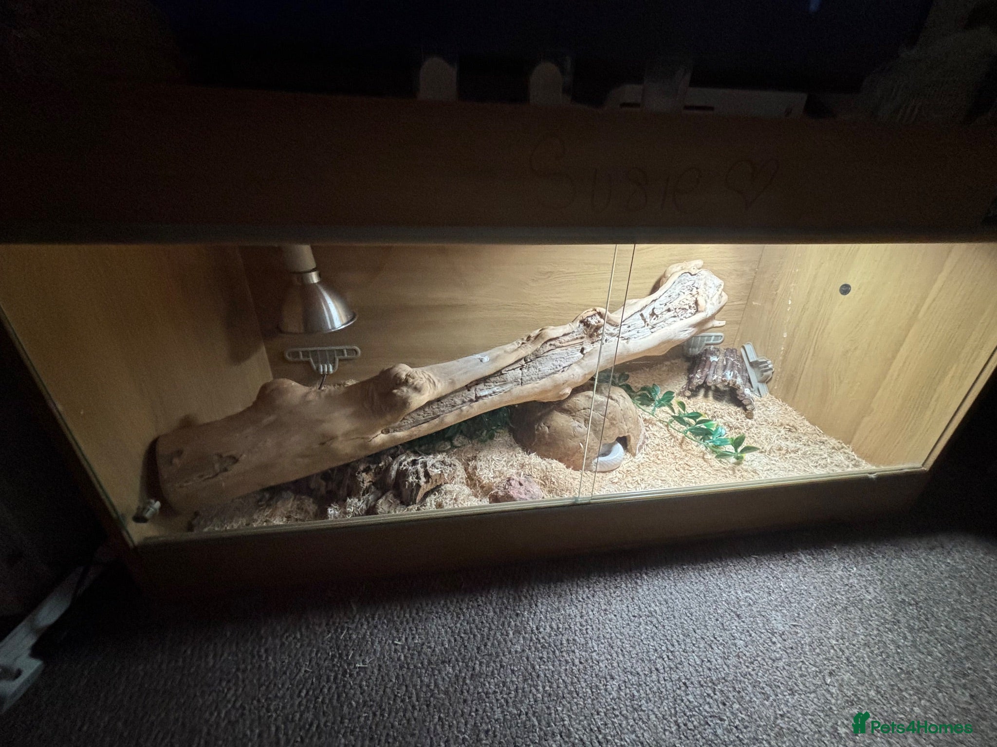 Corn Snake reptiles Corn snake and viv  - Advert 1