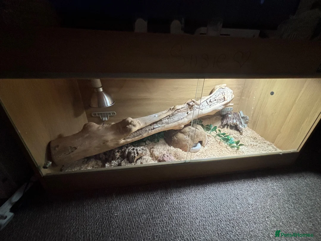 Corn Snake reptiles for sale: Corn snake and viv  - Advert 1