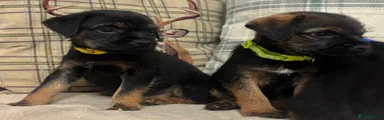Border Terrier 6