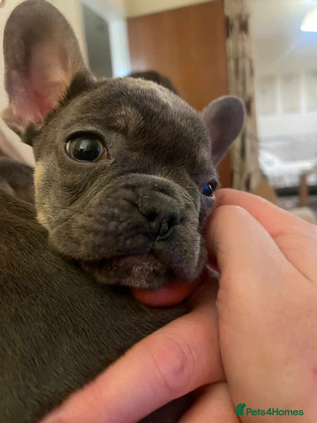 French Bulldog dogs for sale: French Bulldog Puppies - Advert 6