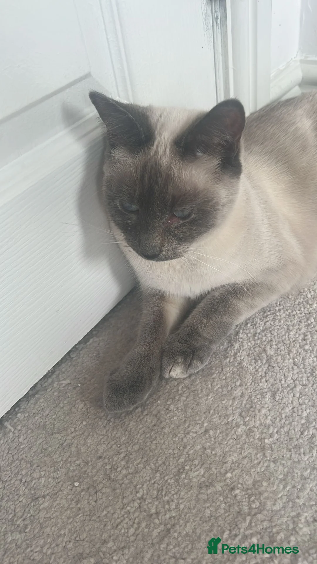 Mixed Breed cats for sale: 2 female cats  in Chippenham - Advert 2