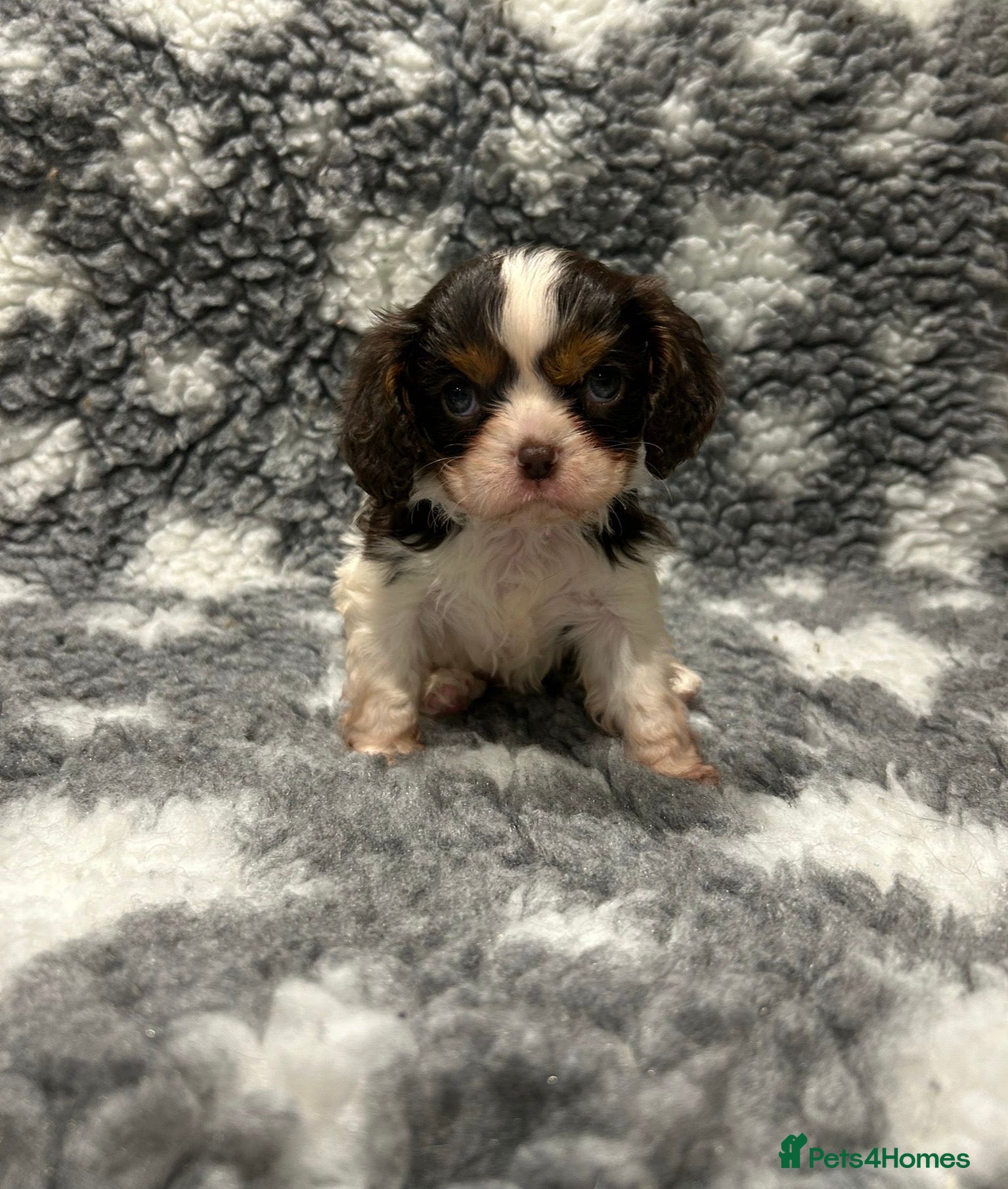 Cavalier King Charles Spaniel dogs CHOCOLATE CAVALIER KING CHARLES SPANIEL PUPPIES - Advert 1