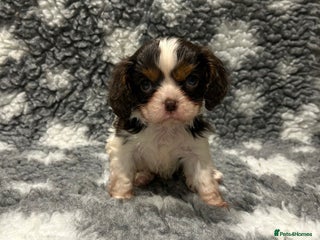 Cavalier King Charles Spaniel dogs CHOCOLATE CAVALIER KING CHARLES SPANIEL PUPPIES - Advert 4