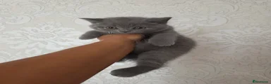 British Shorthair 1
