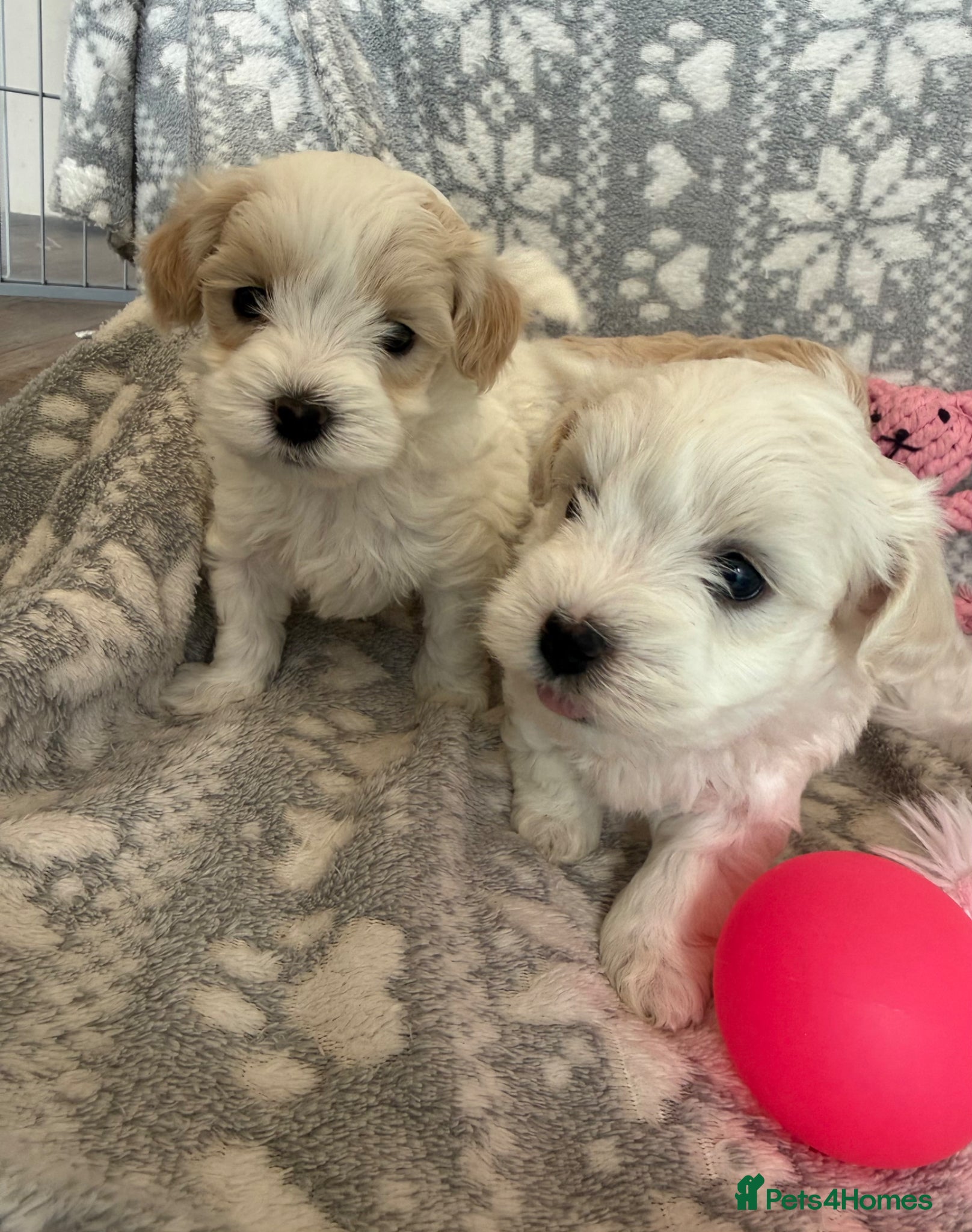 Maltipoo dogs Exceptional Genuine Maltipoo Puppies  - Advert 3