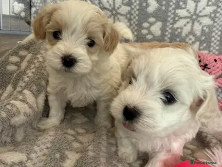 Maltipoo dogs Exceptional Genuine Maltipoo Puppies - Advert 4
