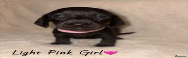 Miniature Dachshund 4