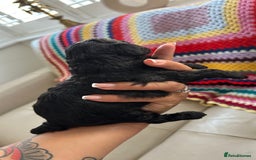 Toy Poodle dogs for sale: Toy poodles (5 girls and 2 boys) - Image 37