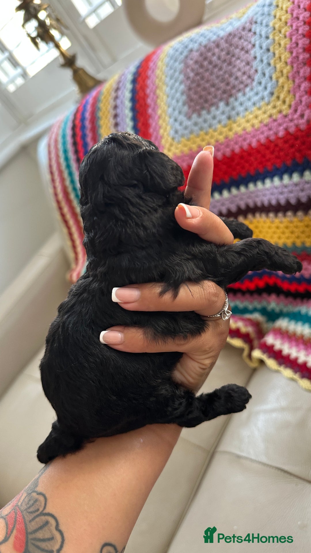 Toy Poodle dogs for sale: Toy poodles (5 girls and 2 boys) - Image 37