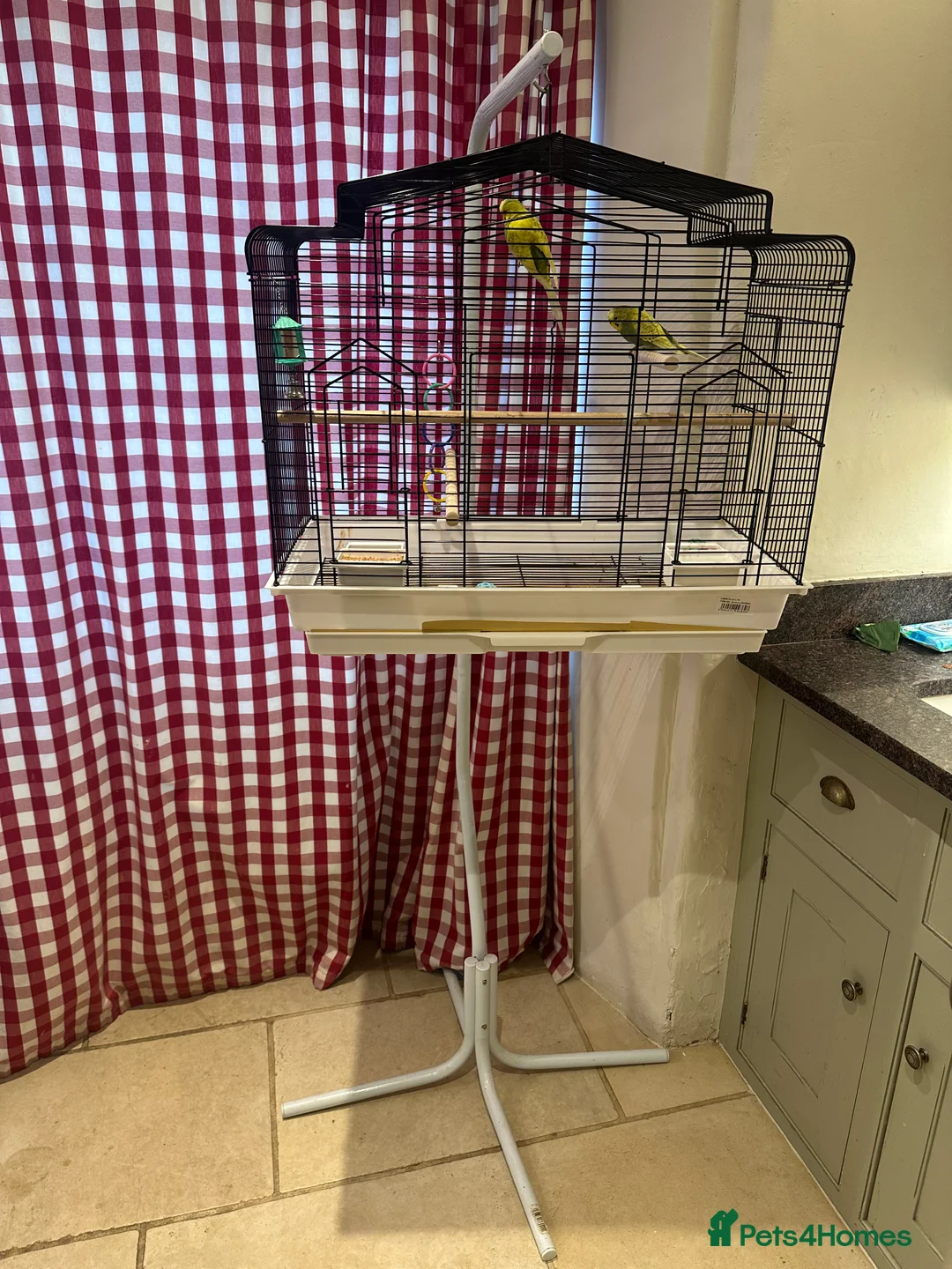 Budgerigars birds for sale: Pair of budgies Male and Female - Advert 7