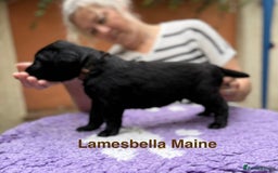 Flat coated Retriever dogs for sale: KC Registered puppies from outstanding parents. - Image 2