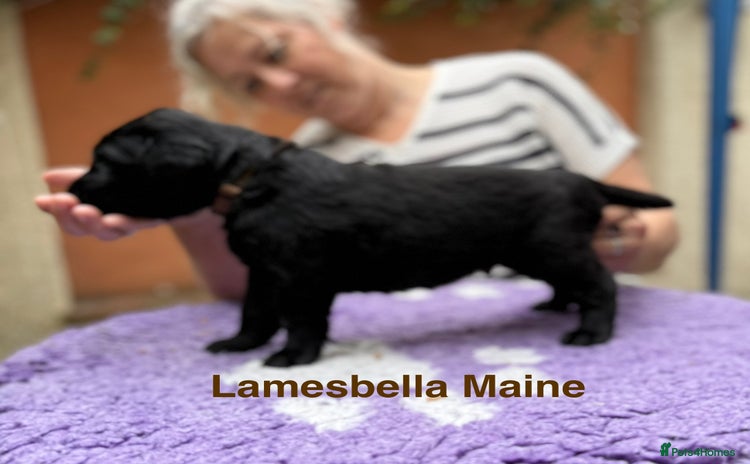 Flat coated Retriever dogs - Advert 1