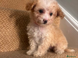 Cavapoo dogs X1 Beautiful F1b Cavapoo puppie remaining - Advert 3