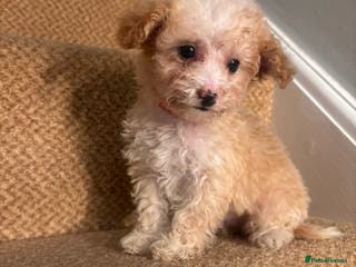 Cavapoo dogs X1 Beautiful F1b Cavapoo puppie remaining - Advert 8