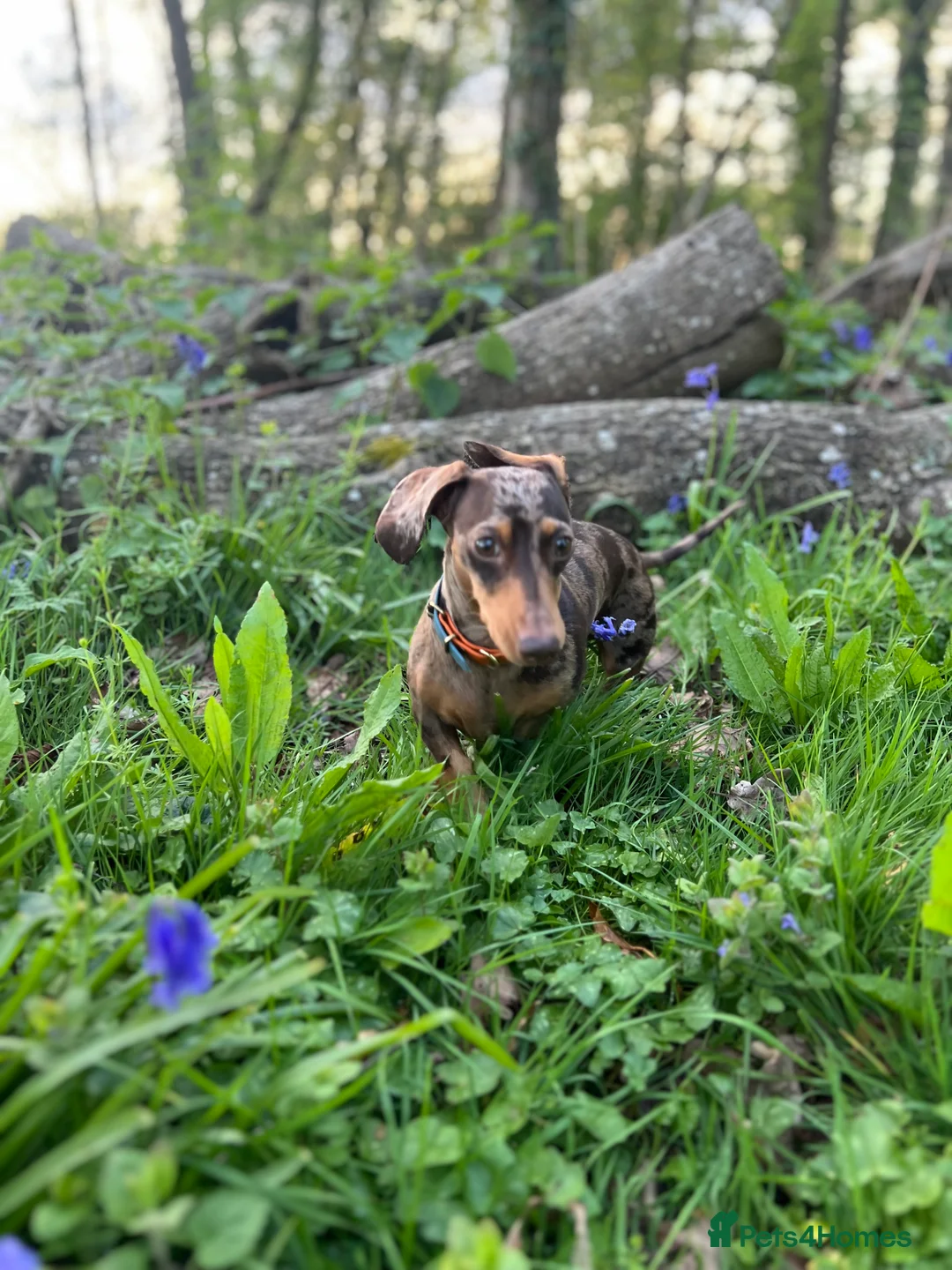 Miniature Dachshund dogs for sale: Hazel seeks new lap - Advert 1