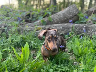 Miniature Dachshund dogs Hazel seeks new lap - Advert 11