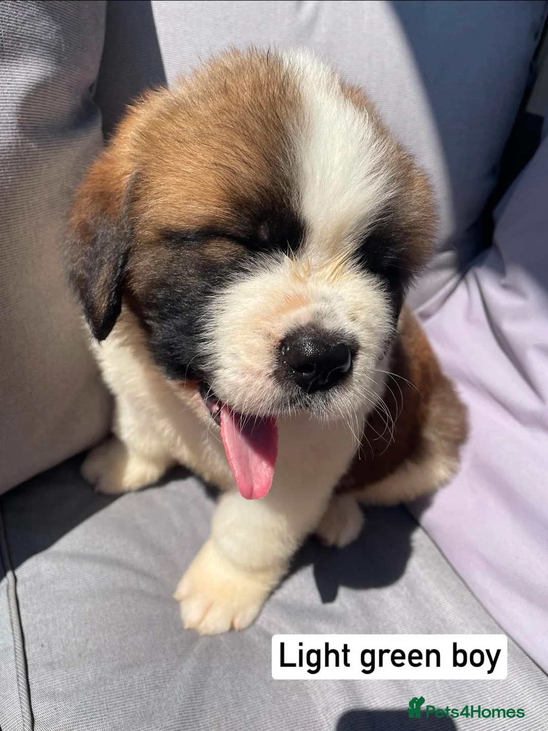 Saint Bernard dogs for sale: Saint Bernard‘s puppies - Advert 2