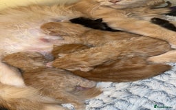 Maine Coon cats for sale: Gorgeous Maine coone kittens  - Image 3