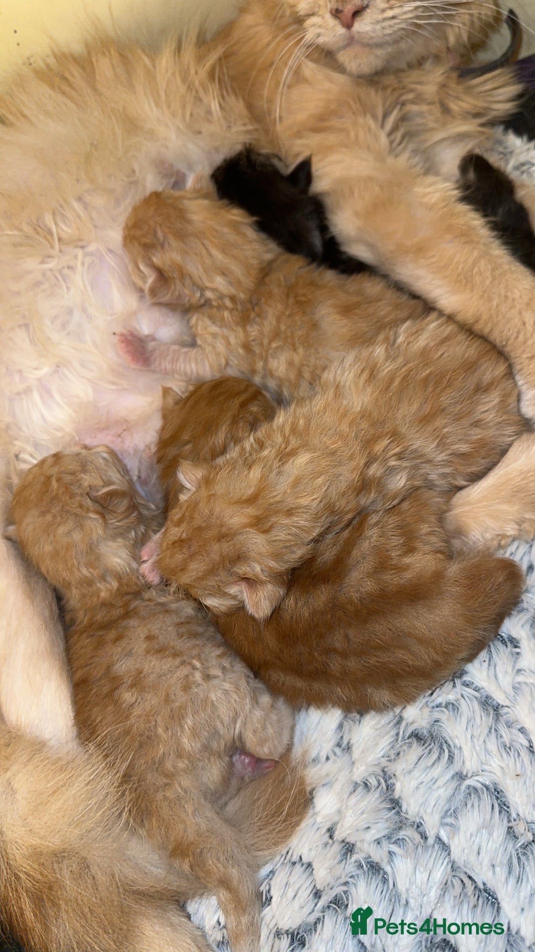 Maine Coon cats for sale: Gorgeous Maine coone kittens  - Image 3