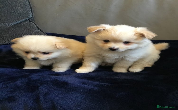 Pomeranian dogs - Advert 9