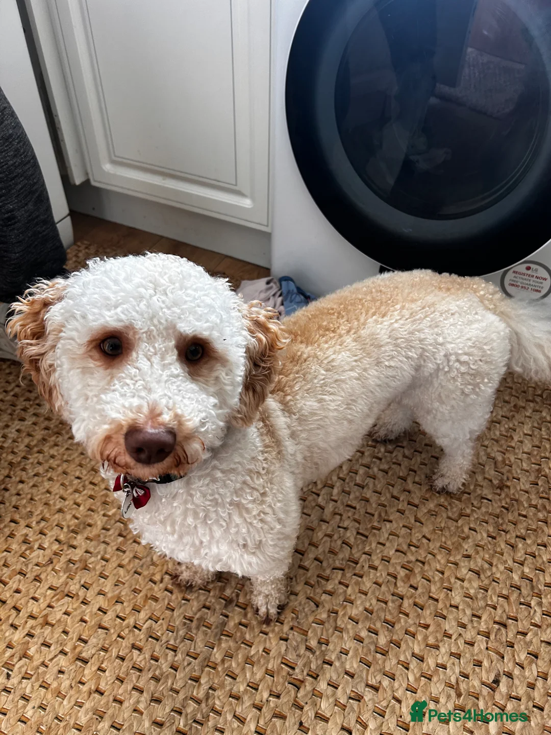 Cockapoo dogs for sale: 1 year old male cockapoo in Preston - Advert 2
