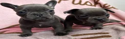 French Bulldog dogs for sale: Blue French bulldog puppies  - Advert 9