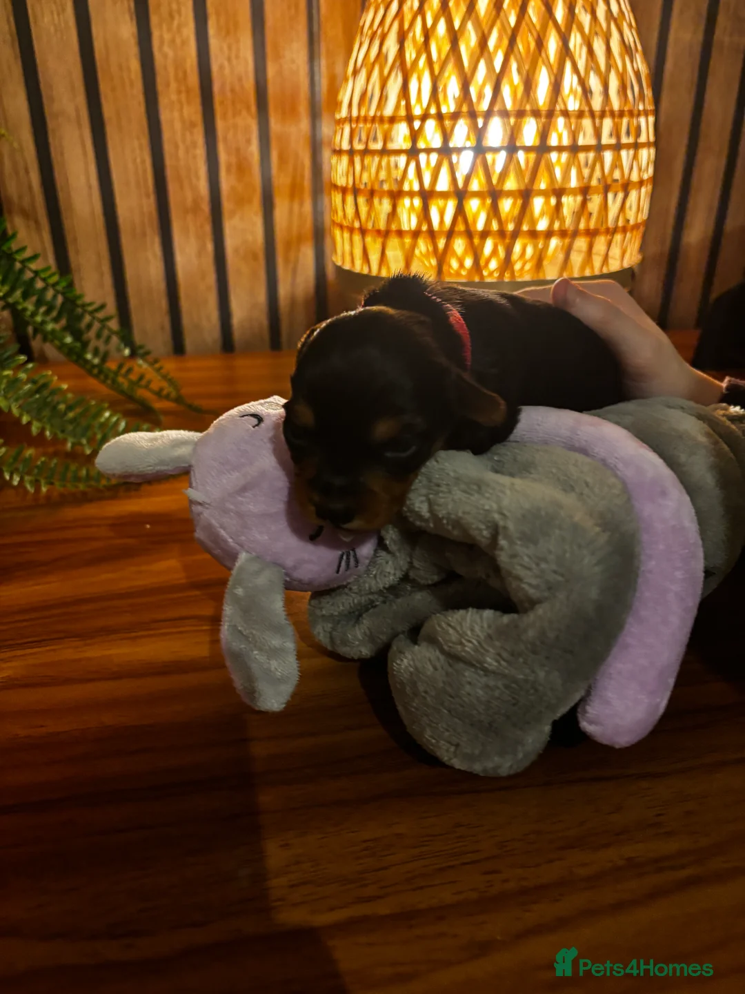 Yorkshire Terrier dogs for sale: Gorgeous Yorkshire terrier puppies - Advert 5