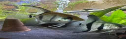 Angelfish fish for sale: Amazon Silver Angel Fish Babies/ Juveniles  - Advert 4