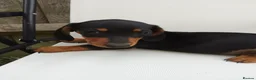 Miniature Dachshund dogs for sale:  boy dachshund Puppie ready to leave  - Advert 4