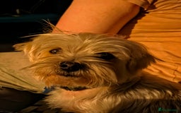 Morkie dogs for sale: Yorkshire terrier x maltese 7 yrs old  - Image 2