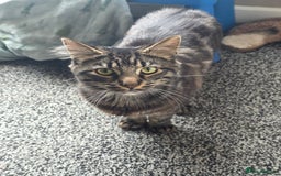 Mixed Breed cats for sale: Biscuit - Image 7