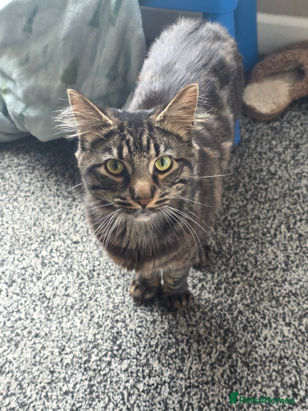 Mixed Breed cats for sale: Biscuit - Image 7