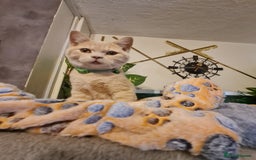 British Shorthair cats for sale: GCCF kittens ready 2 leave now - Advert 18