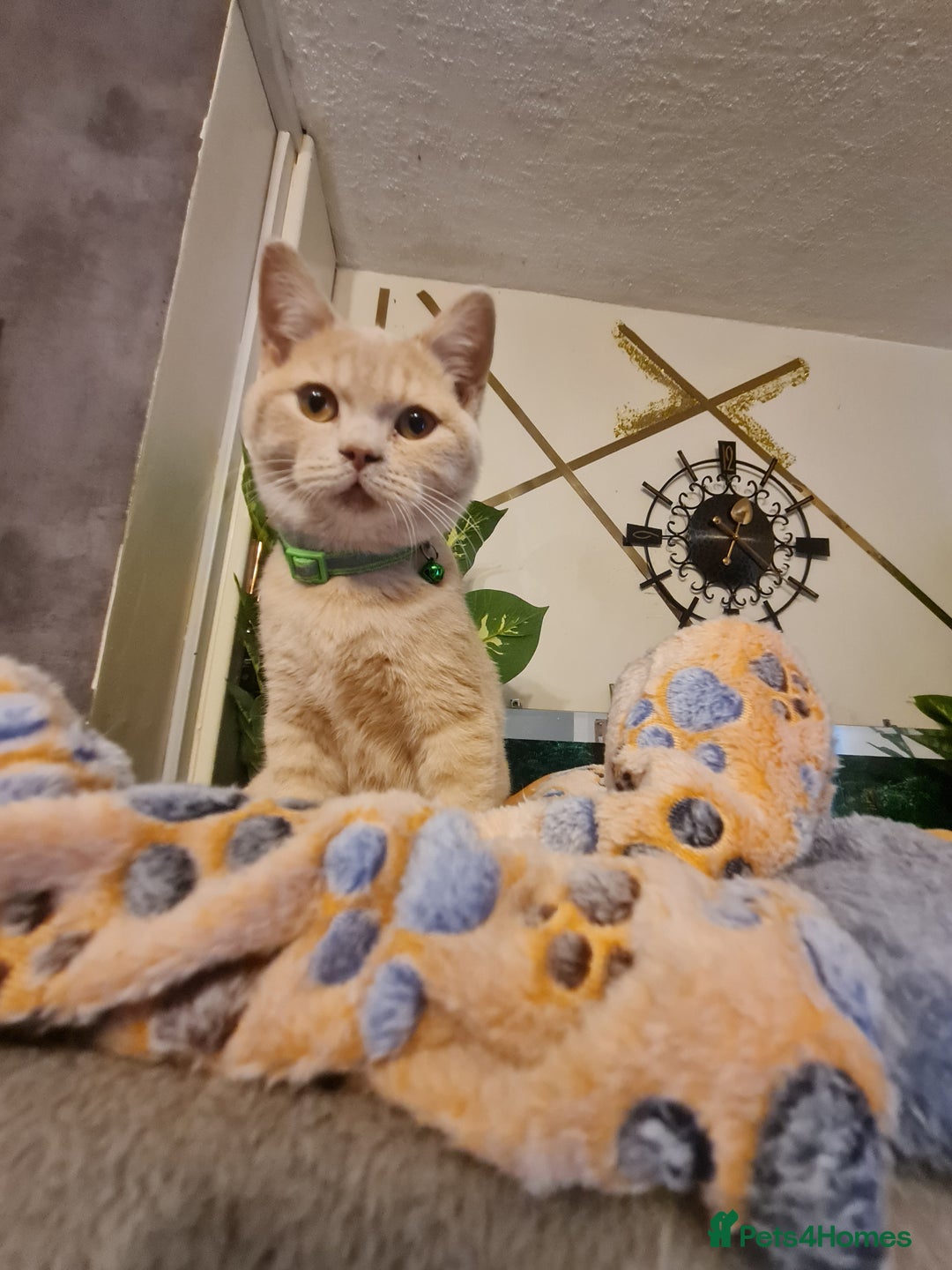 British Shorthair cats for sale: GCCF kittens ready 2 leave now - Advert 18