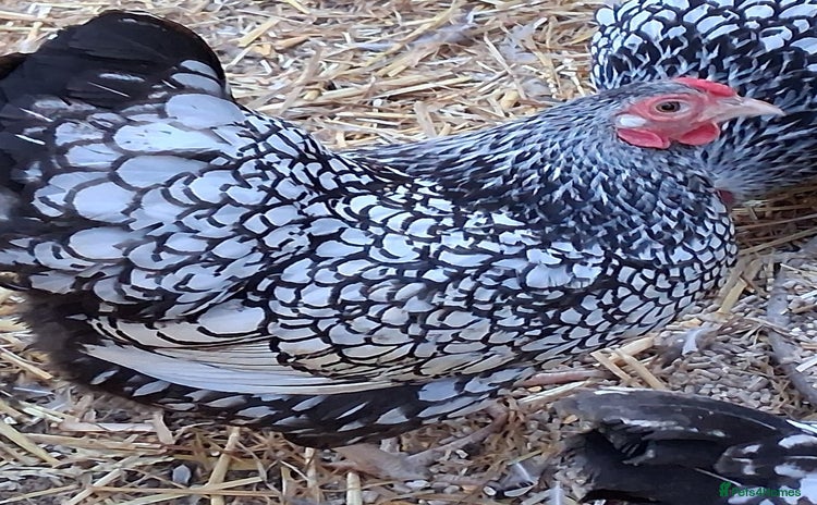 Chickens poultry - Advert 2
