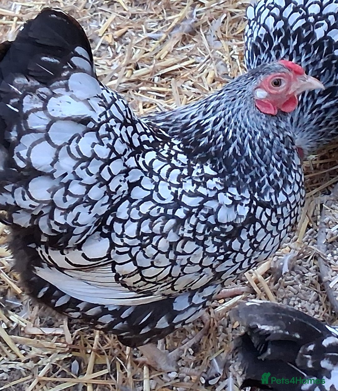 Chickens poultry for sale: Silver laced wyandottes bantams  - Image 1