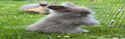 Angora rabbits for sale: Beautiful Angora Babies ready this week - Advert 6
