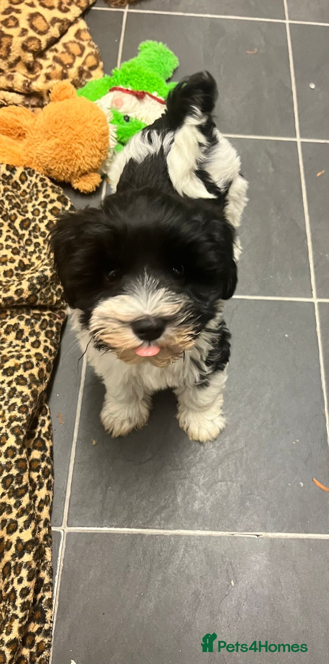 Miniature Schnauzer dogs for sale:  ❤️PARTI MINIATURE SCHNAUZER GIRL  - Advert 7